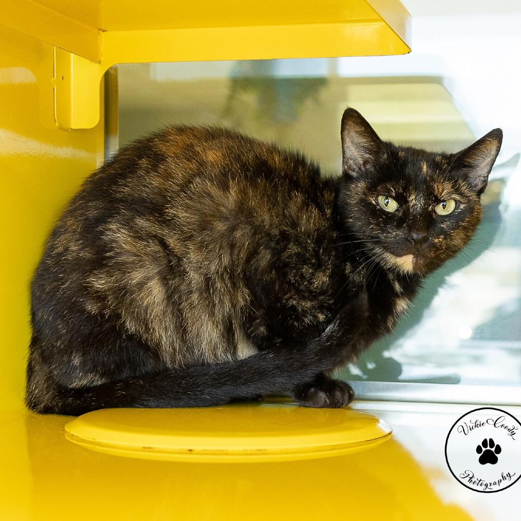 Enlarge Willow, a Adoptable Domestic Short Hair in Abilene, TX image 3/5