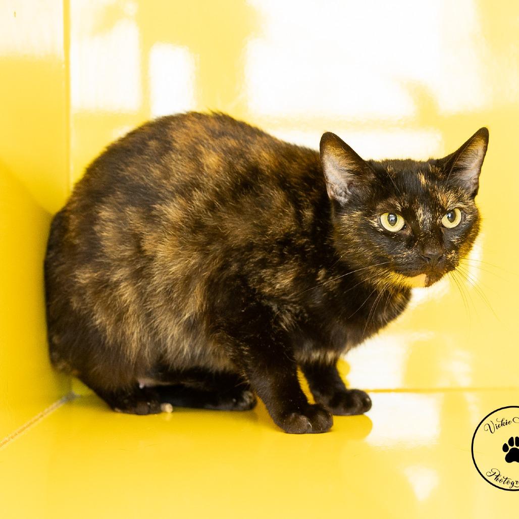 Enlarge Willow, a Adoptable Domestic Short Hair in Abilene, TX image 4/5