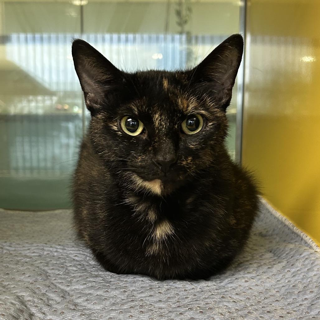 Enlarge Willow, a Adoptable Domestic Short Hair in Abilene, TX image 5/5