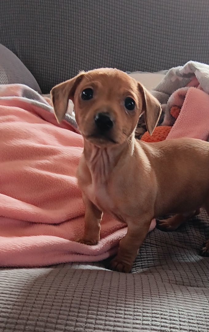 Enlarge Chauncey, a Adopted mixed breed in Bucyrus, OH image 1/6