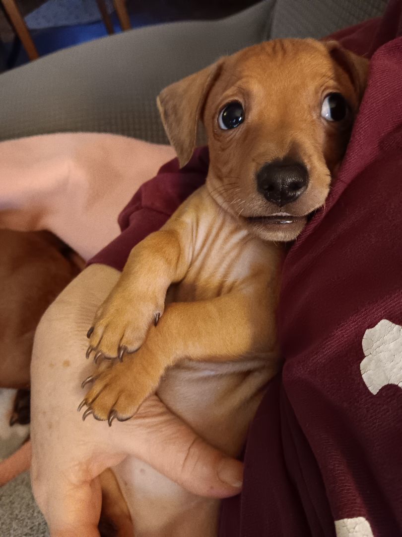 Enlarge Chauncey, a Adopted mixed breed in Bucyrus, OH image 3/6