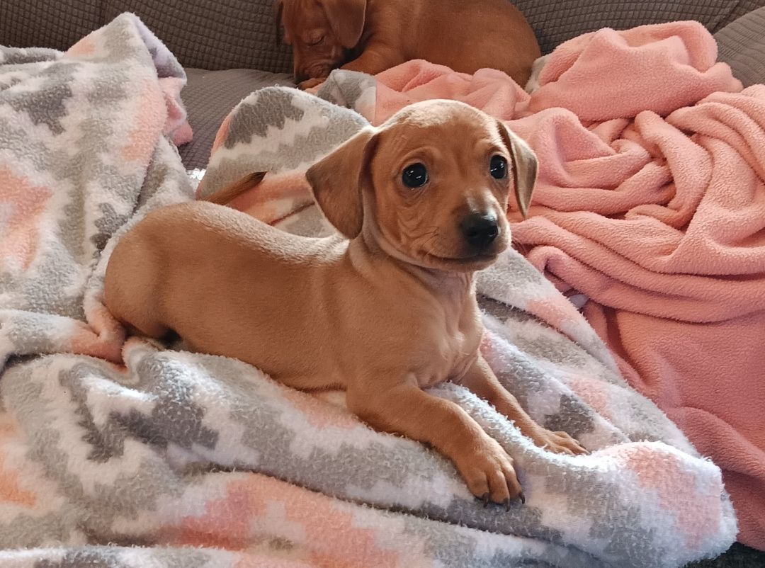 Enlarge Chauncey, a Adopted mixed breed in Bucyrus, OH image 4/6