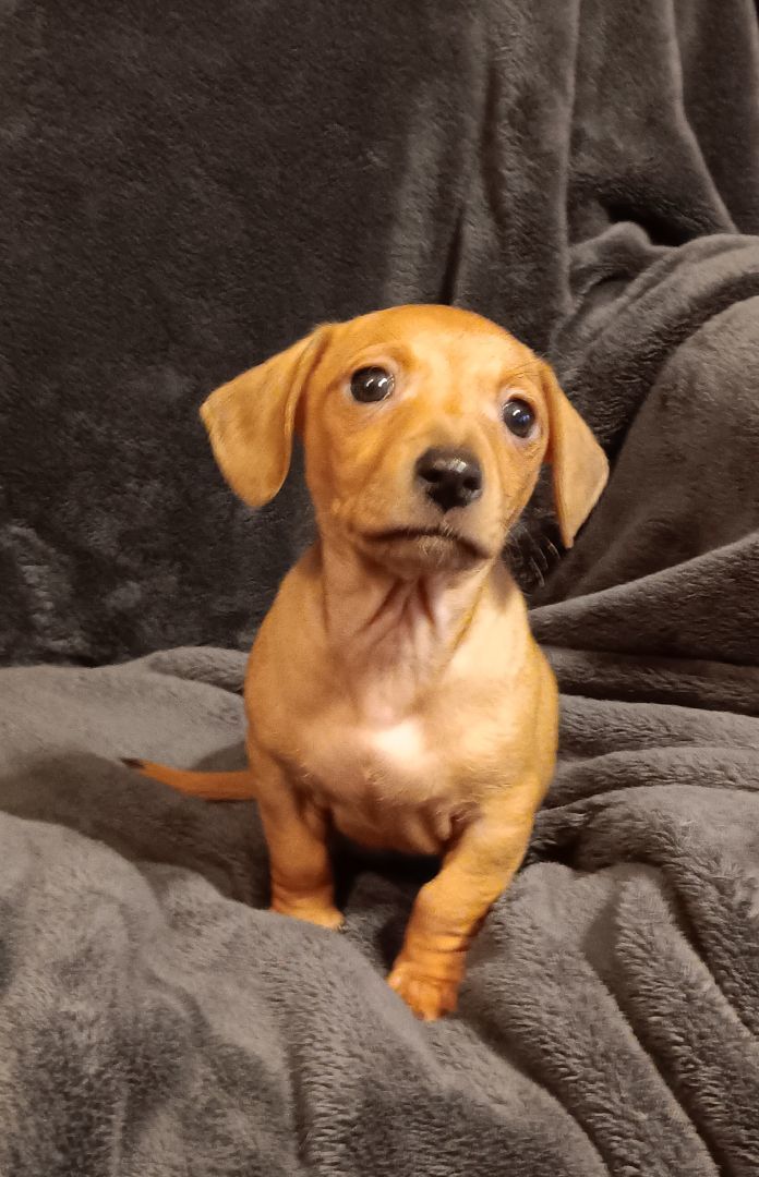 Enlarge Chauncey, a Adopted mixed breed in Bucyrus, OH image 5/6