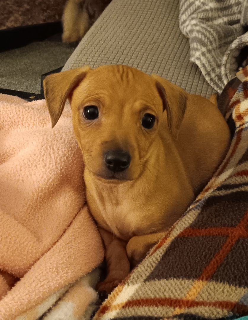 Enlarge Chauncey, a Adopted mixed breed in Bucyrus, OH image 6/6