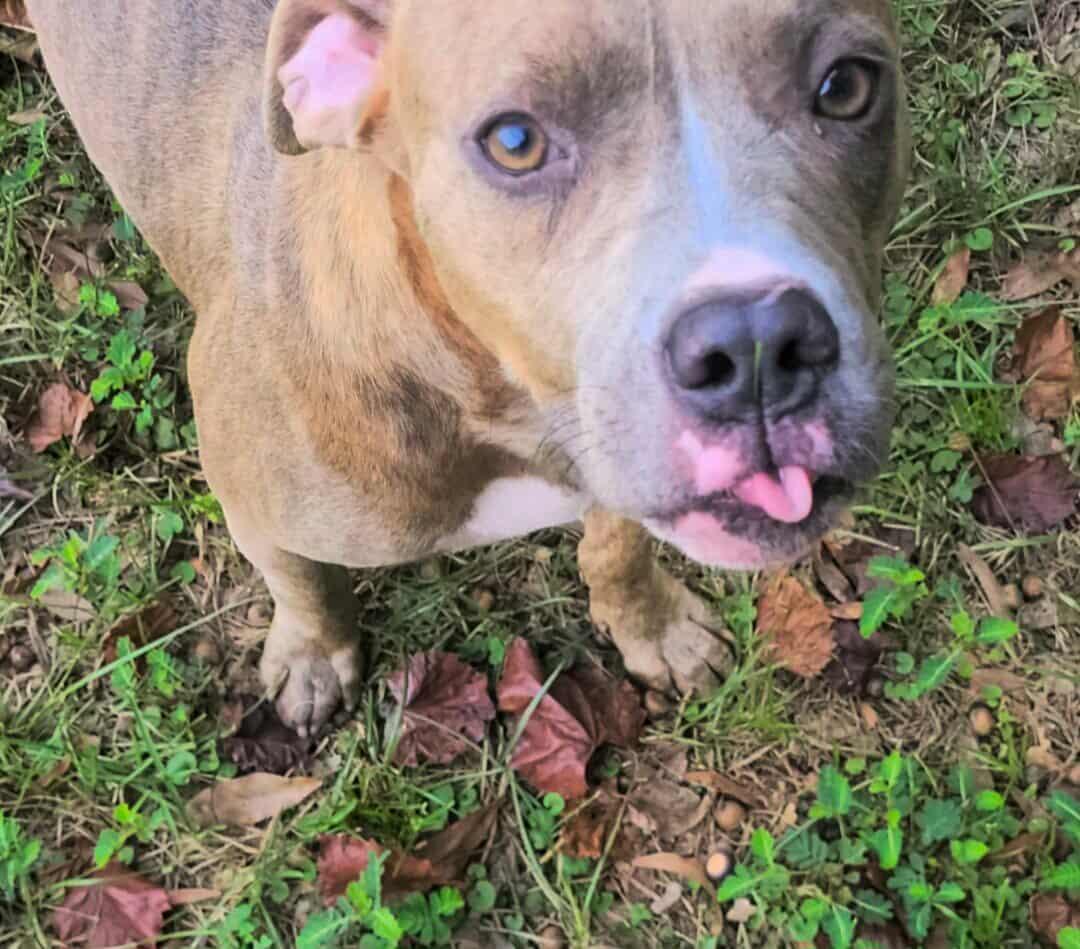 Enlarge Bentley & Adeline - Foster or Adopter (Bonded Pair), a Adoptable Mixed Breed in Cumberland, RI image 5/6