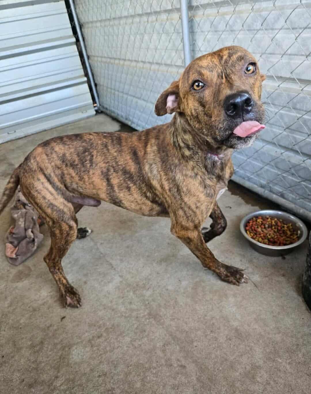 Enlarge Bentley & Adeline - Foster or Adopter (Bonded Pair), a Adoptable Mixed Breed in Cumberland, RI image 4/6