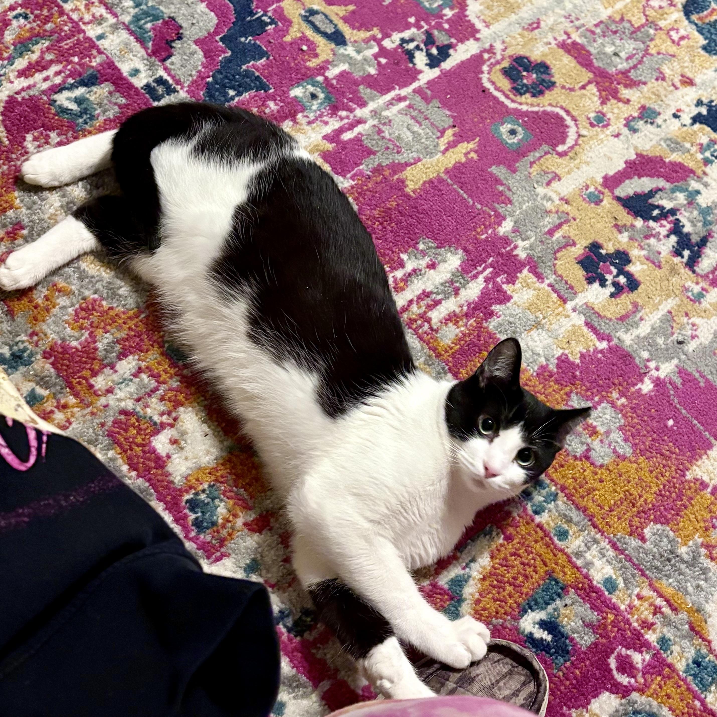 Enlarge Keva, a ADOPTABLE Domestic Short Hair in Akron, OH image 2/2