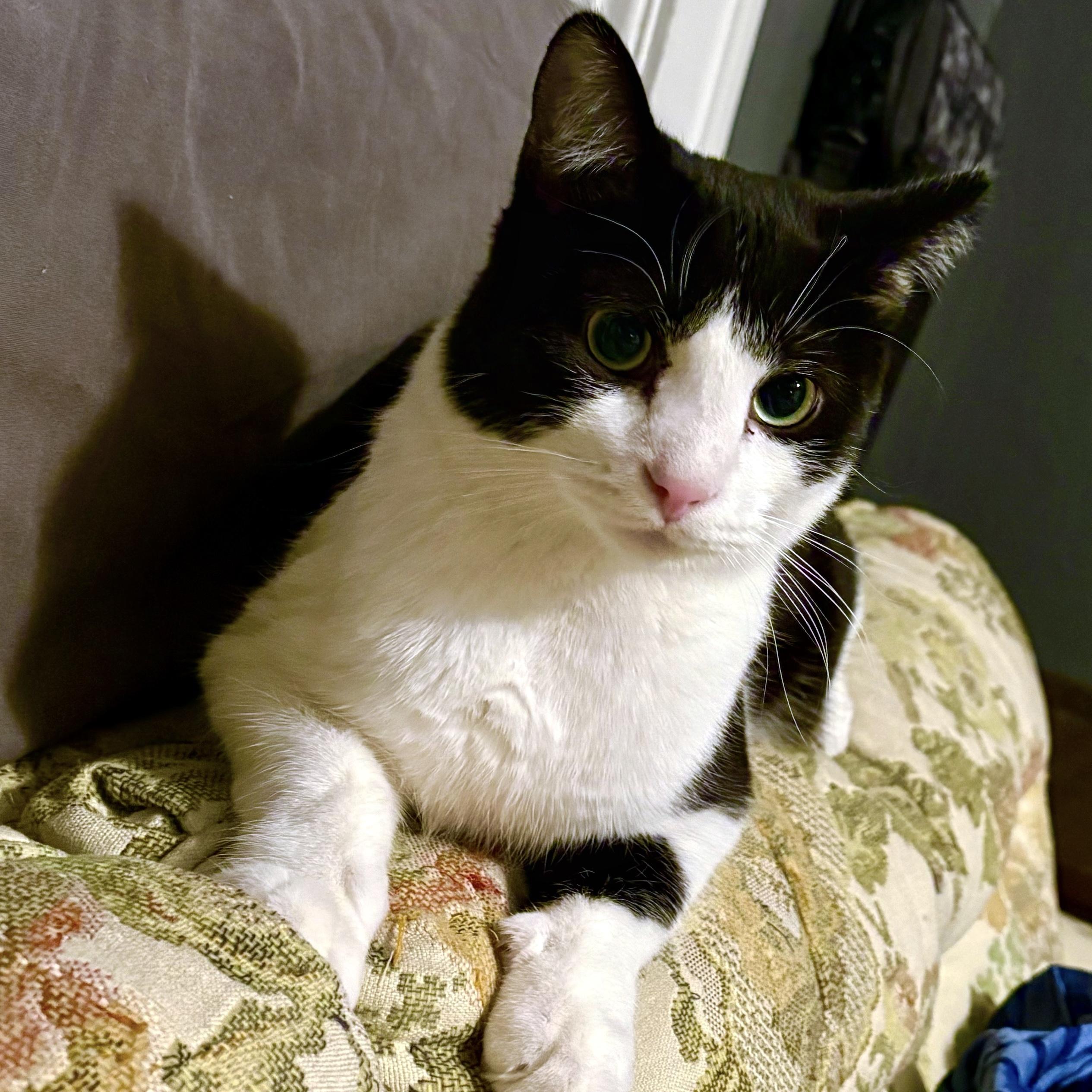 Enlarge Keva, a ADOPTABLE Domestic Short Hair in Akron, OH image 1/2