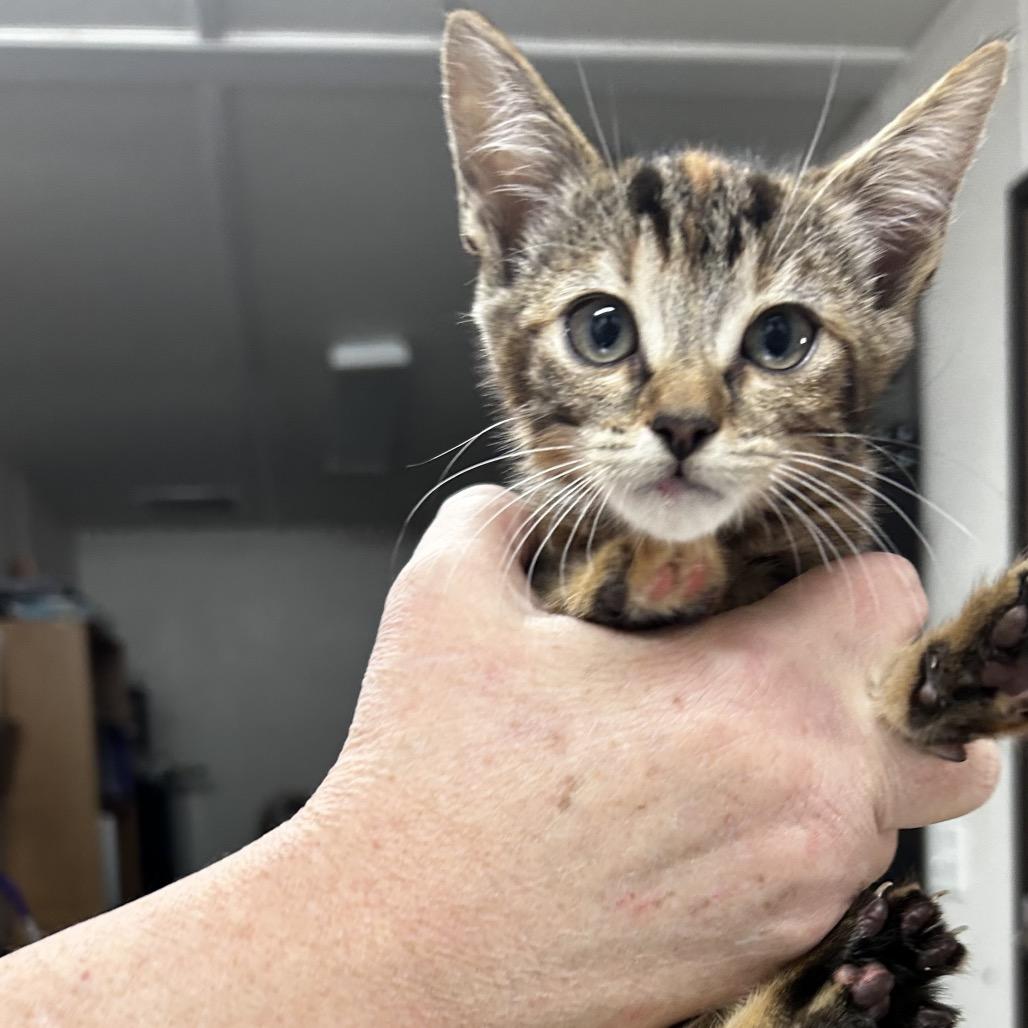 Scarlet, Adoptable, Kitten Female Domestic Short Hair.