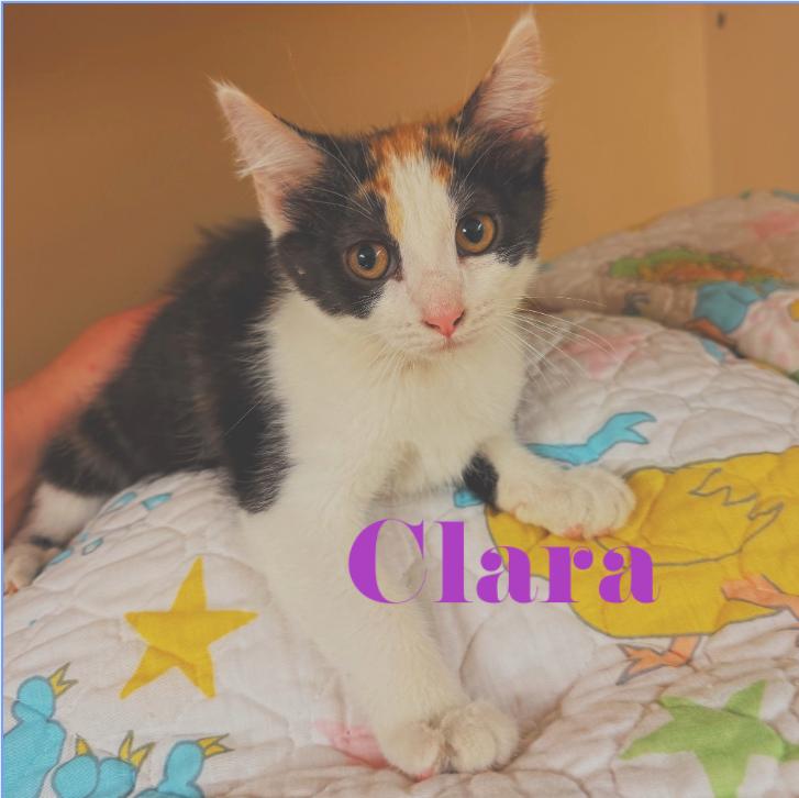 Swiftie Kitties, a ADOPTABLE mixed breed in Hays, KS image 4/6