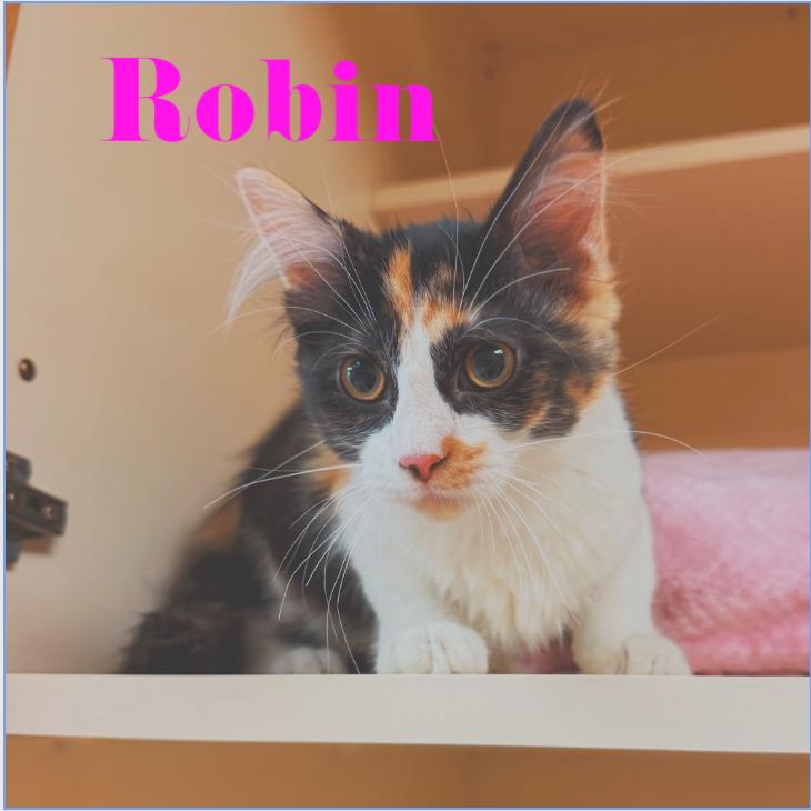 Swiftie Kitties, ADOPTABLE, Young Female Domestic Short Hair & Domestic Medium Hair.