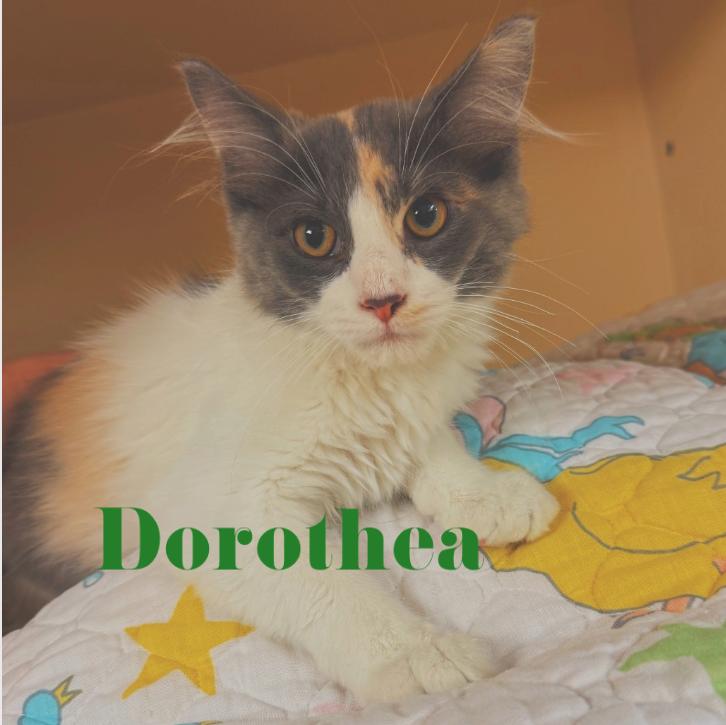 Swiftie Kitties, a ADOPTABLE mixed breed in Hays, KS image 3/6