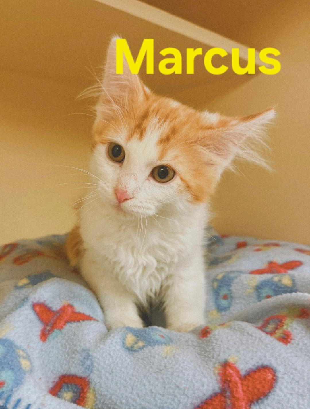 Swiftie Kitties, a ADOPTABLE mixed breed in Hays, KS image 6/6