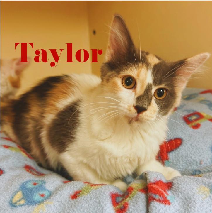 Swiftie Kitties, a ADOPTABLE mixed breed in Hays, KS image 1/6