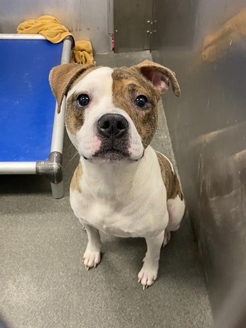 JANGLES, Adoptable, Adult Male Pit Bull Terrier & Mixed Breed.