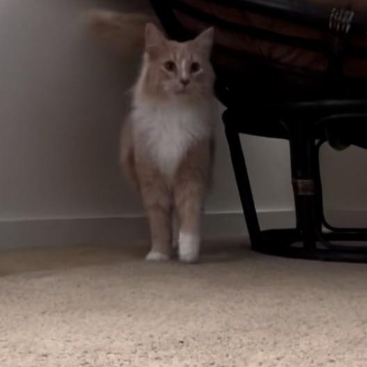 Enlarge Blondie, an adopted Domestic Long Hair in Springdale, AR image 3/4