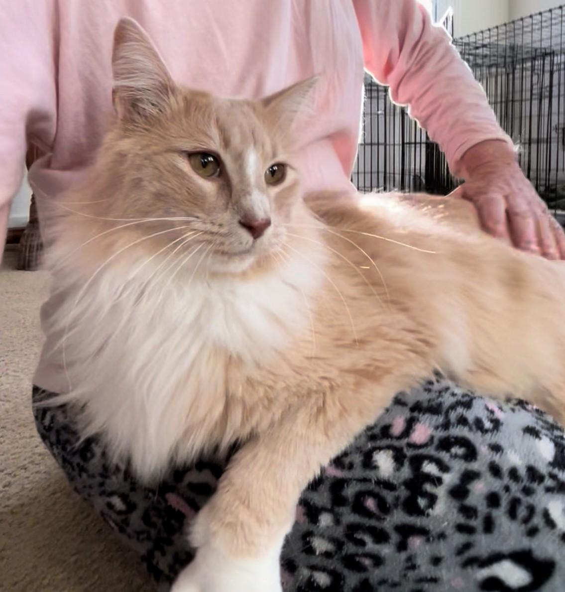 Enlarge Blondie, an adopted Domestic Long Hair in Springdale, AR image 1/4