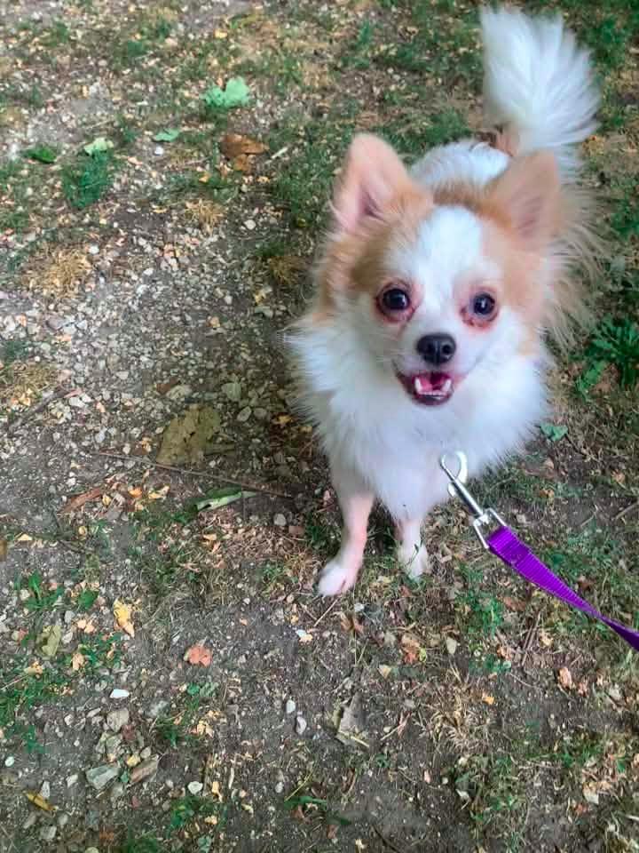 Enlarge Mickey $500, a Adoptable Chihuahua in Milwaukee, WI image 1/4
