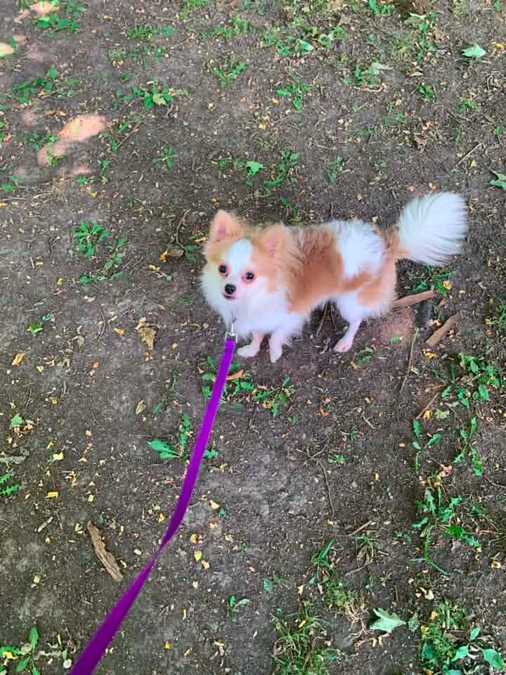 Enlarge Mickey $500, a Adoptable Chihuahua in Milwaukee, WI image 2/4