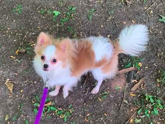 Enlarge Mickey $500, a Adoptable Chihuahua in Milwaukee, WI image 3/4