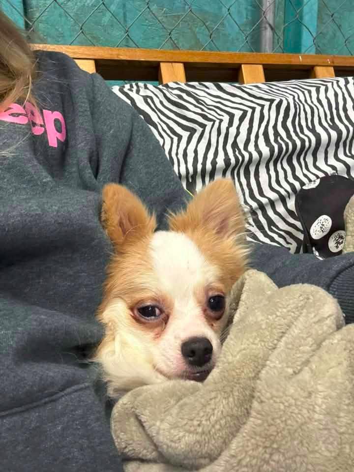 Enlarge Mickey $500, a Adoptable Chihuahua in Milwaukee, WI image 4/4
