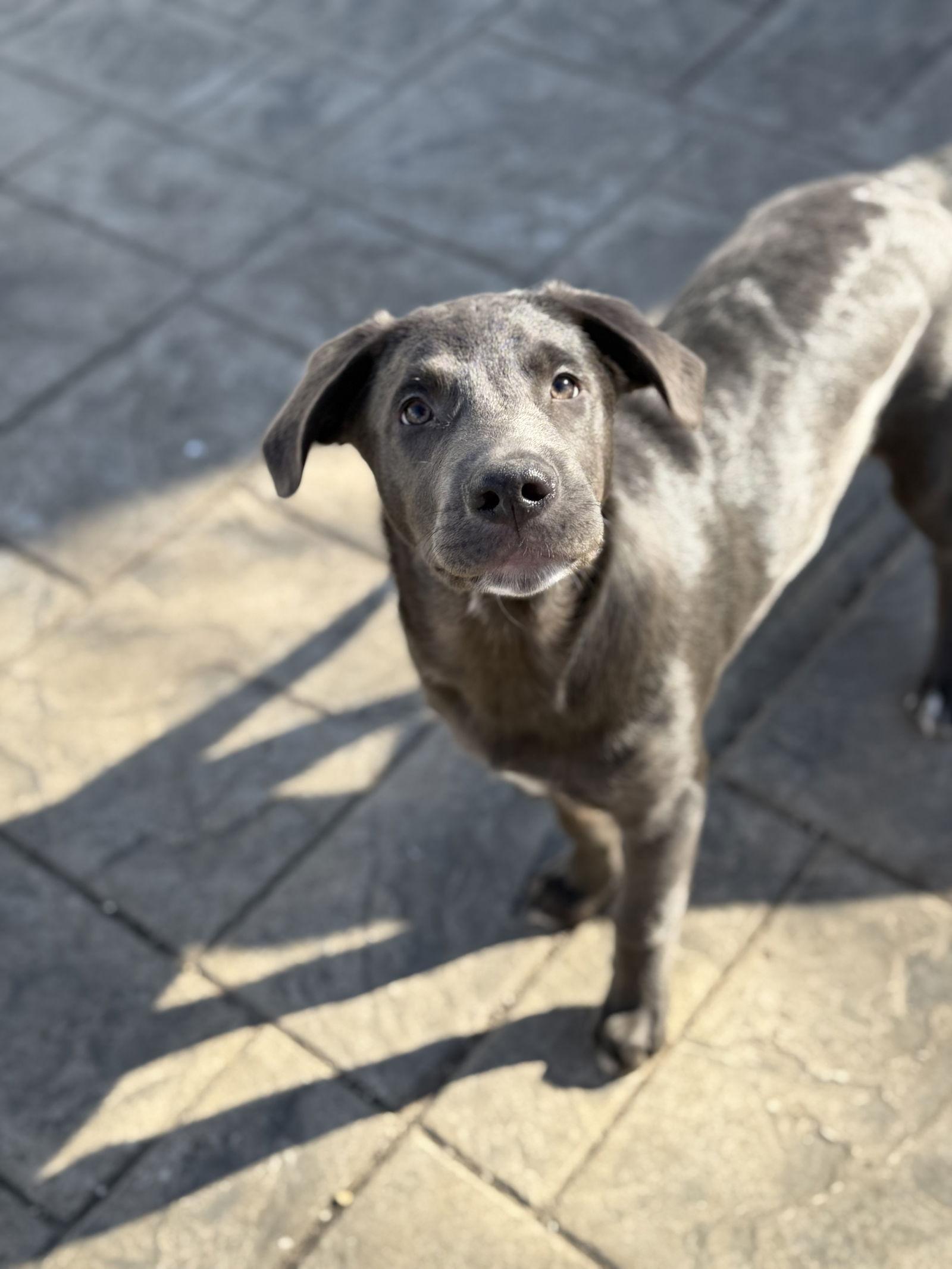 Tank, Adoptable, Puppy Male Siberian Husky & Shepherd.