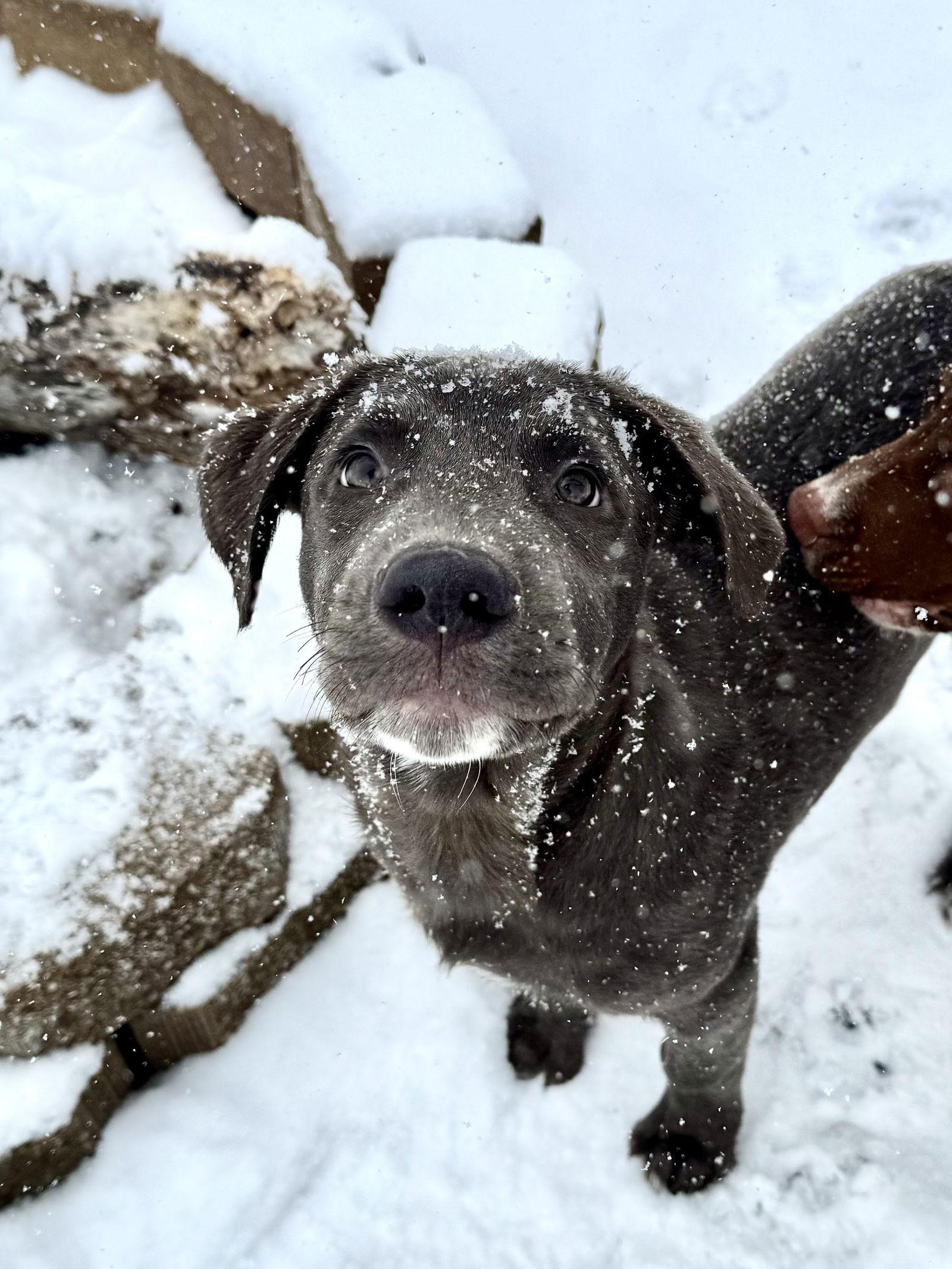 Tank, a Adoptable mixed breed in Fenton, MO image 1/2