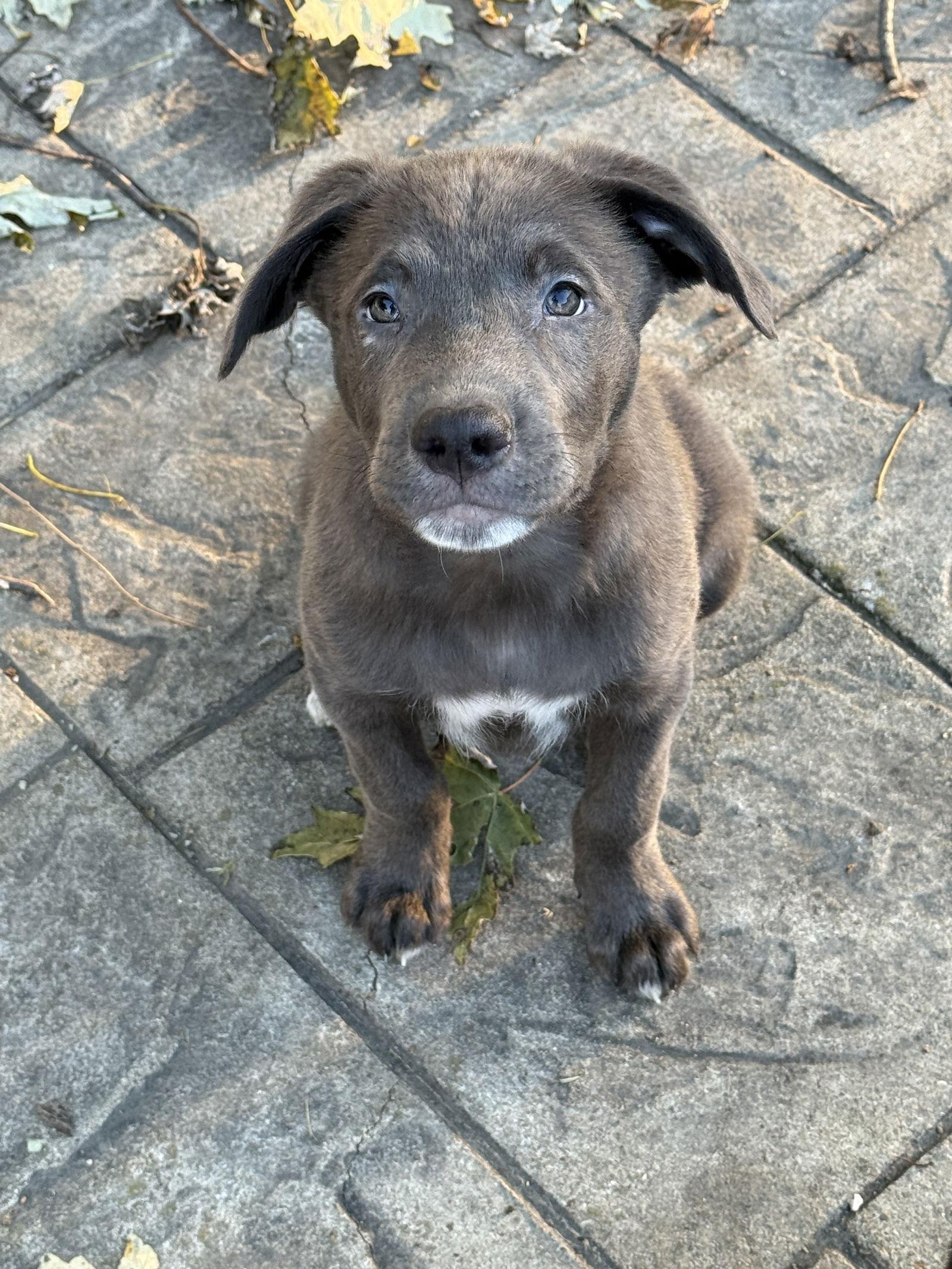 Tank, a Adoptable mixed breed in Fenton, MO image 2/2