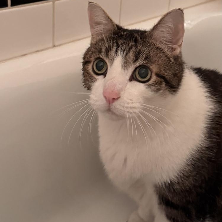 Max, a ADOPTABLE Domestic Short Hair in Denver, CO image 6/6