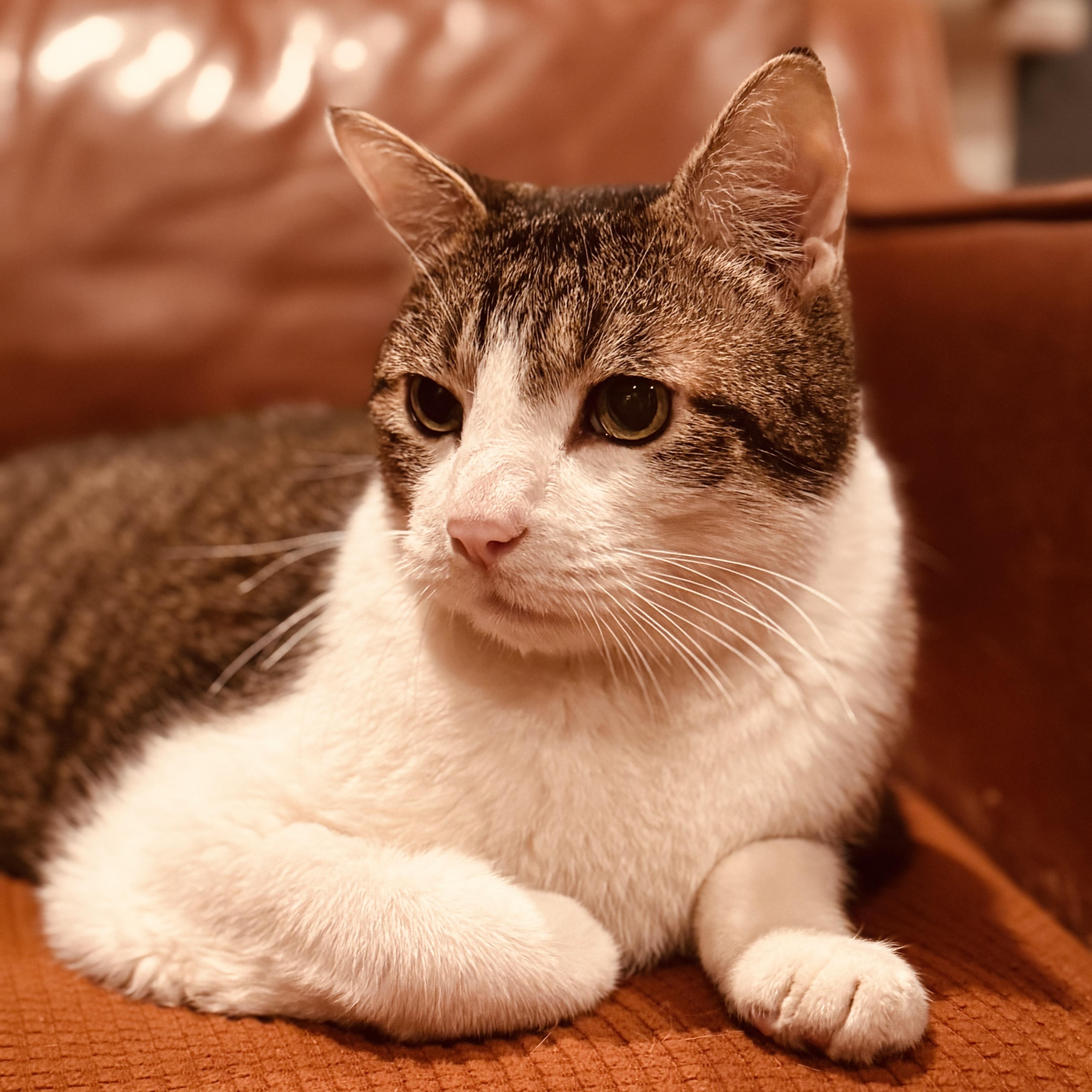 Max, ADOPTABLE, Senior Male Domestic Short Hair.