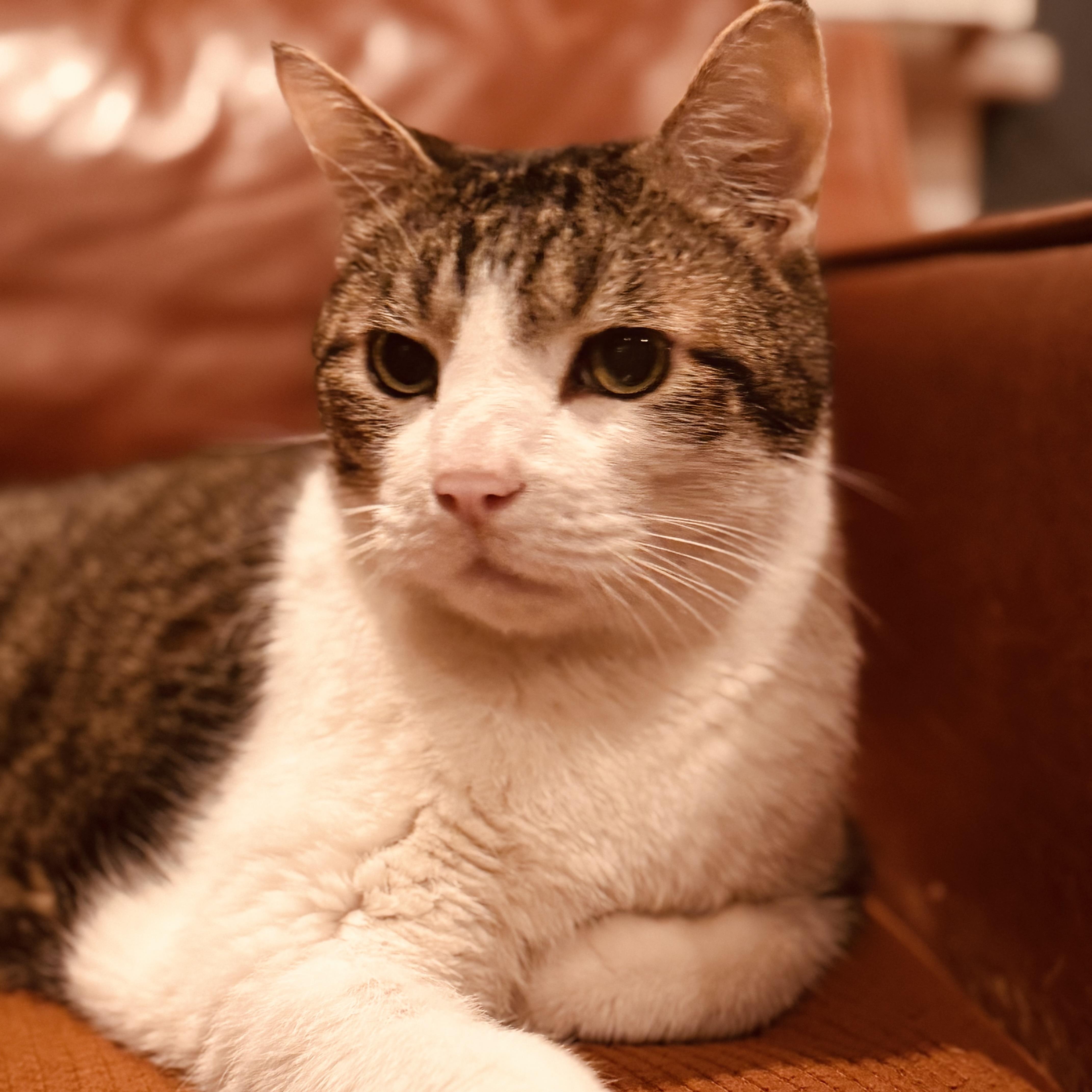 Max, a ADOPTABLE Domestic Short Hair in Denver, CO image 5/6