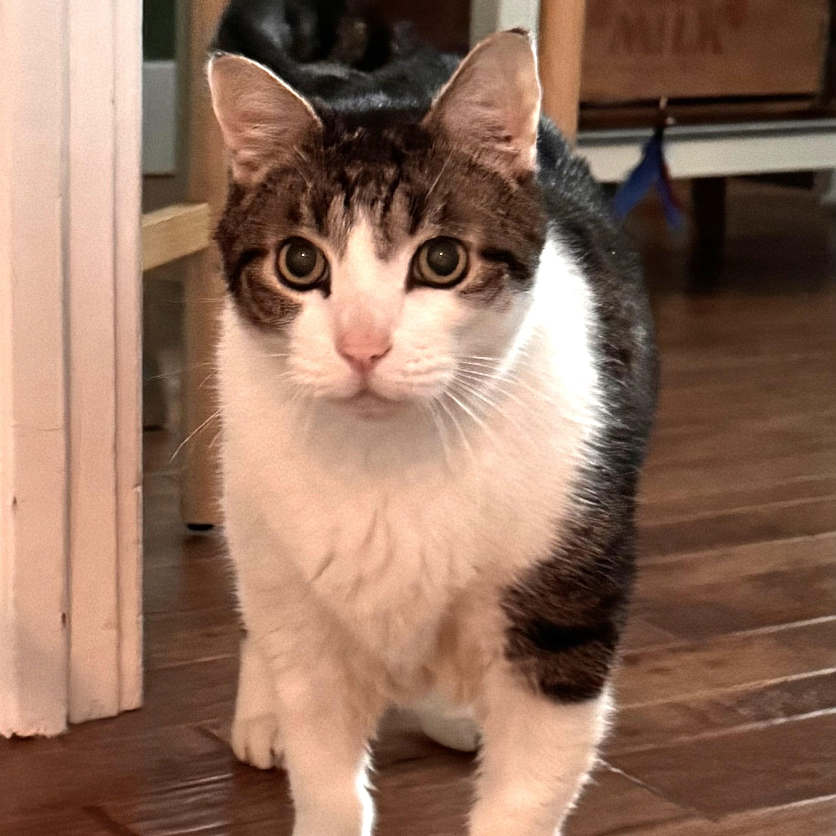 Max, a ADOPTABLE Domestic Short Hair in Denver, CO image 4/6