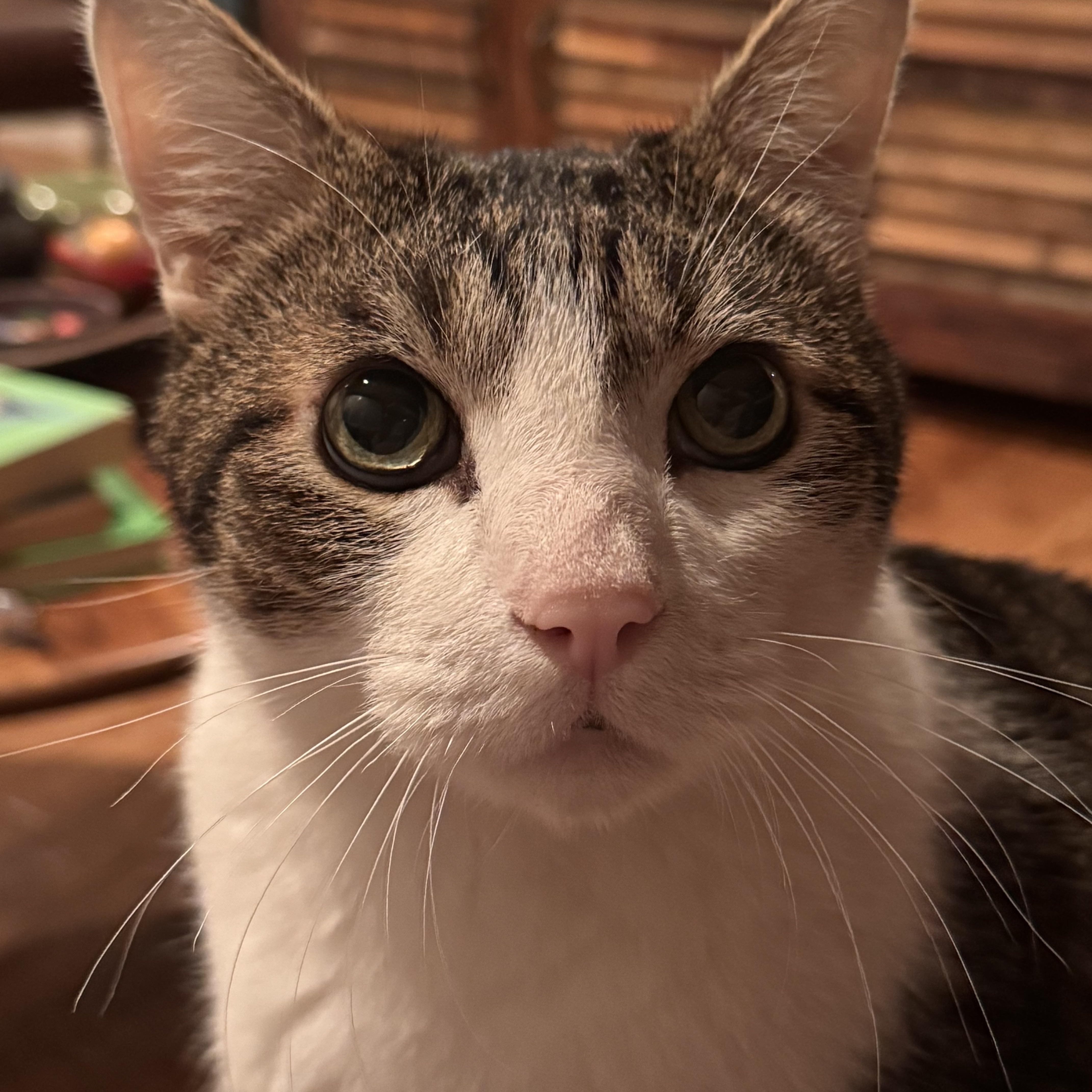 Max, a ADOPTABLE Domestic Short Hair in Denver, CO image 3/6