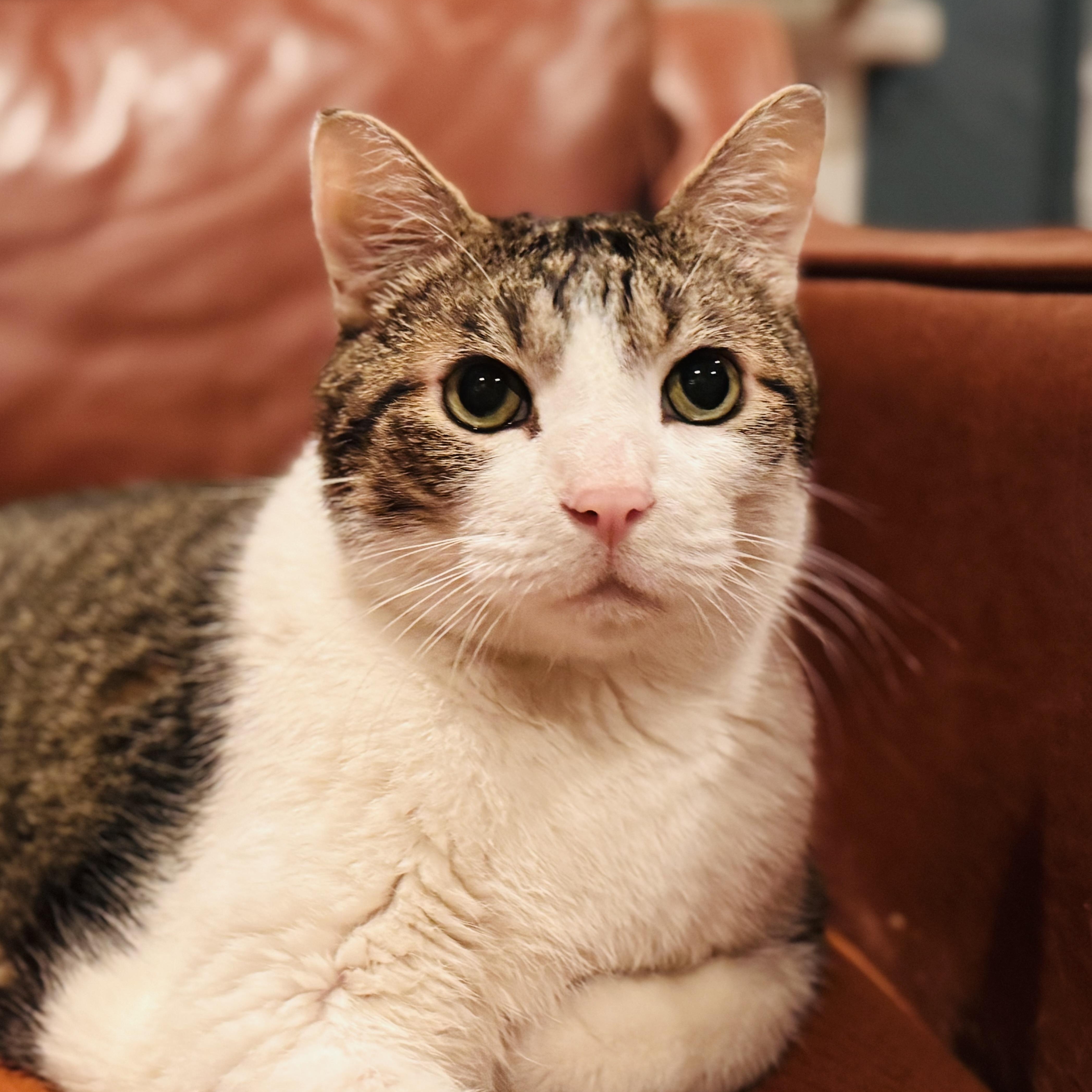 Max, a ADOPTABLE Domestic Short Hair in Denver, CO image 2/6
