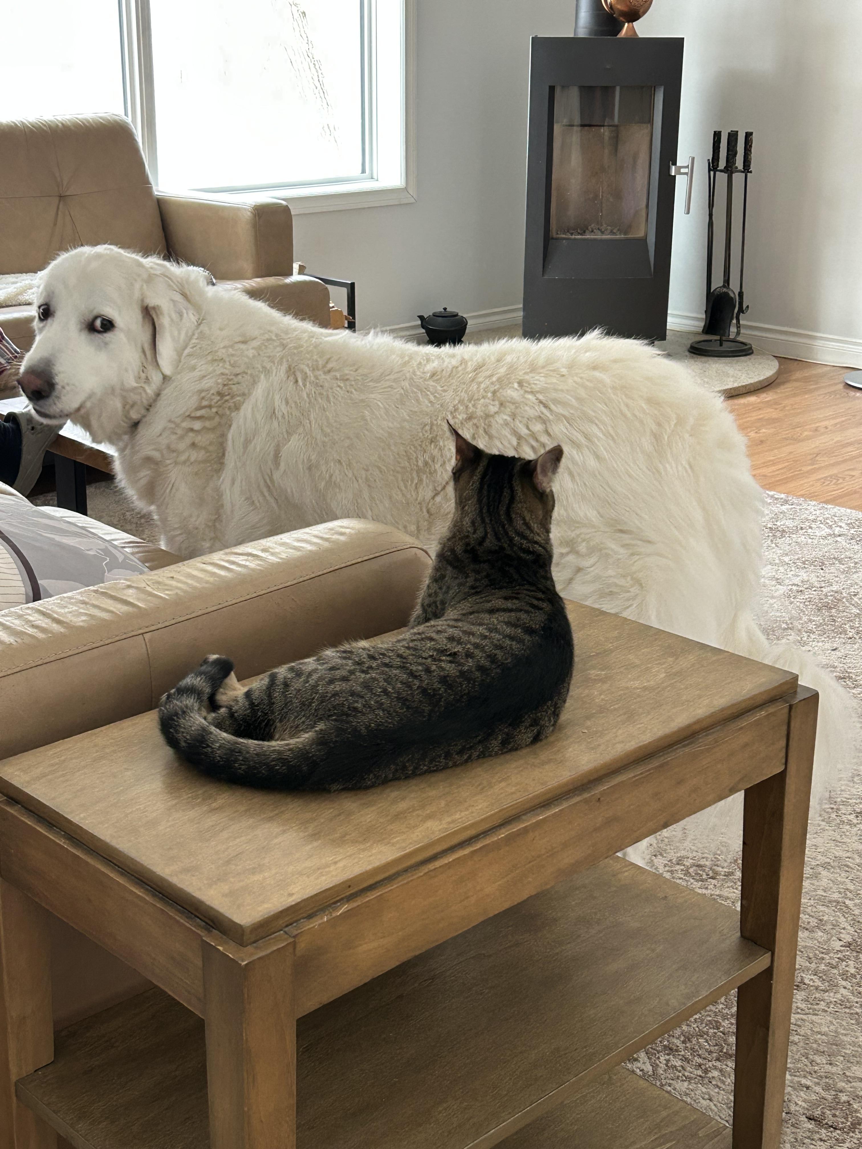 Wheeler, Adoptable, Young Male Domestic Short Hair.