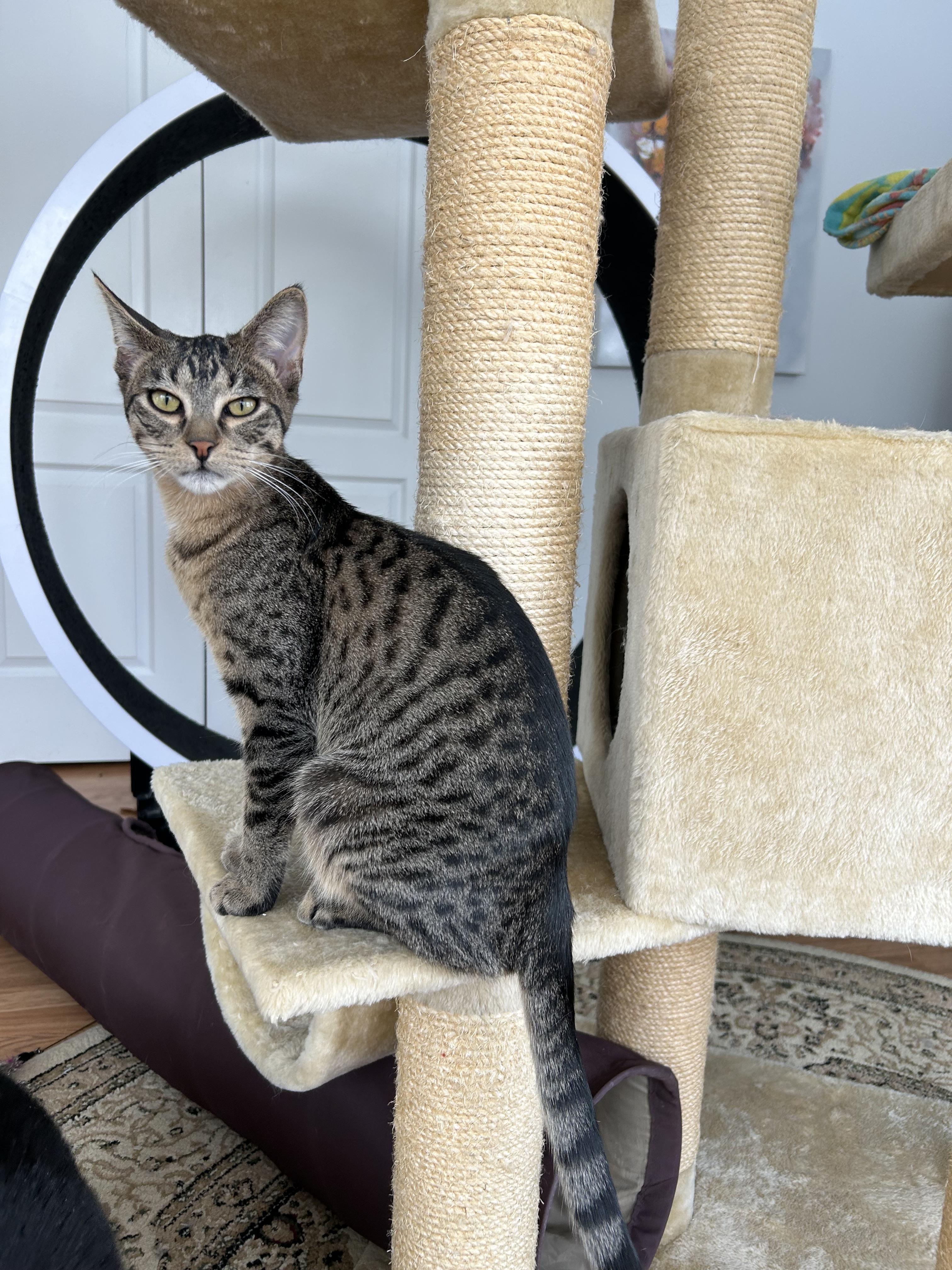 Wheeler, a Adoptable mixed breed in Steinbach, MB image 2/6