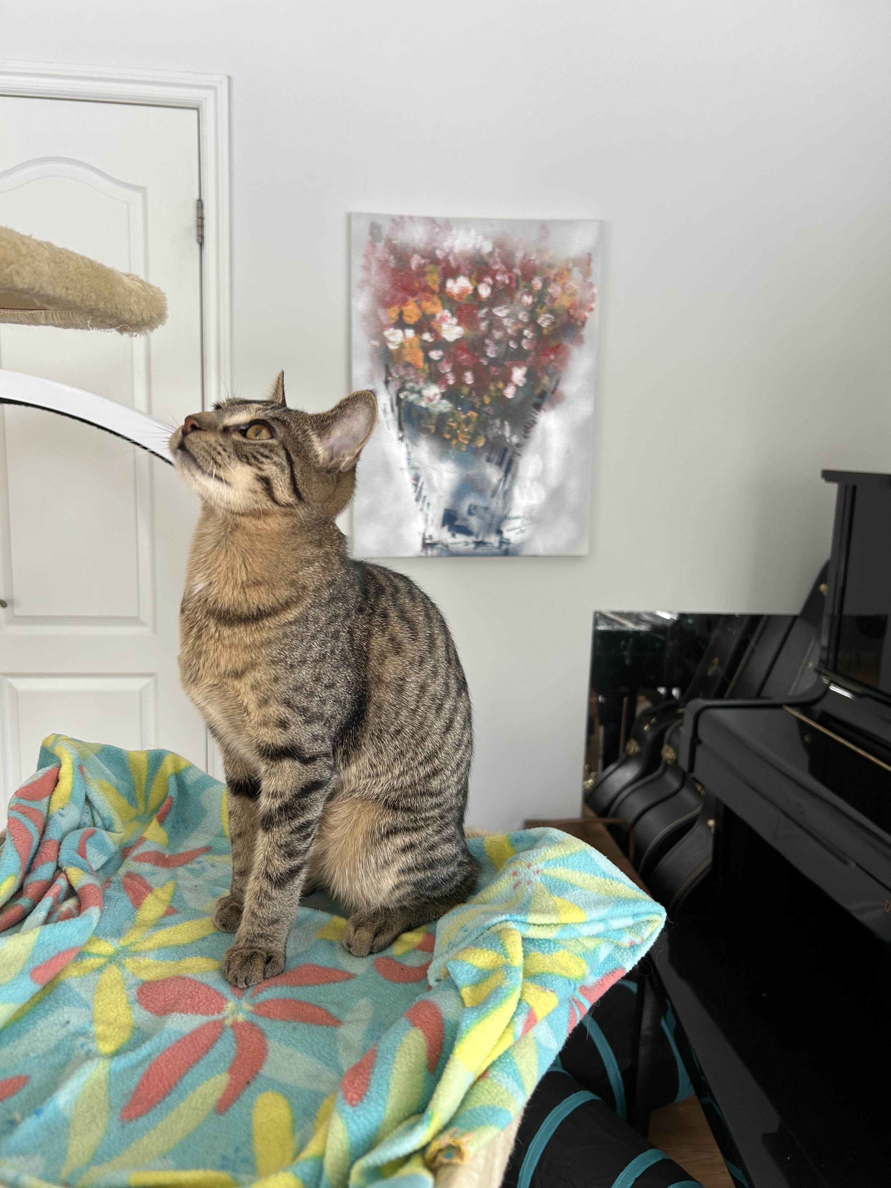 Wheeler, a Adoptable mixed breed in Steinbach, MB image 3/6