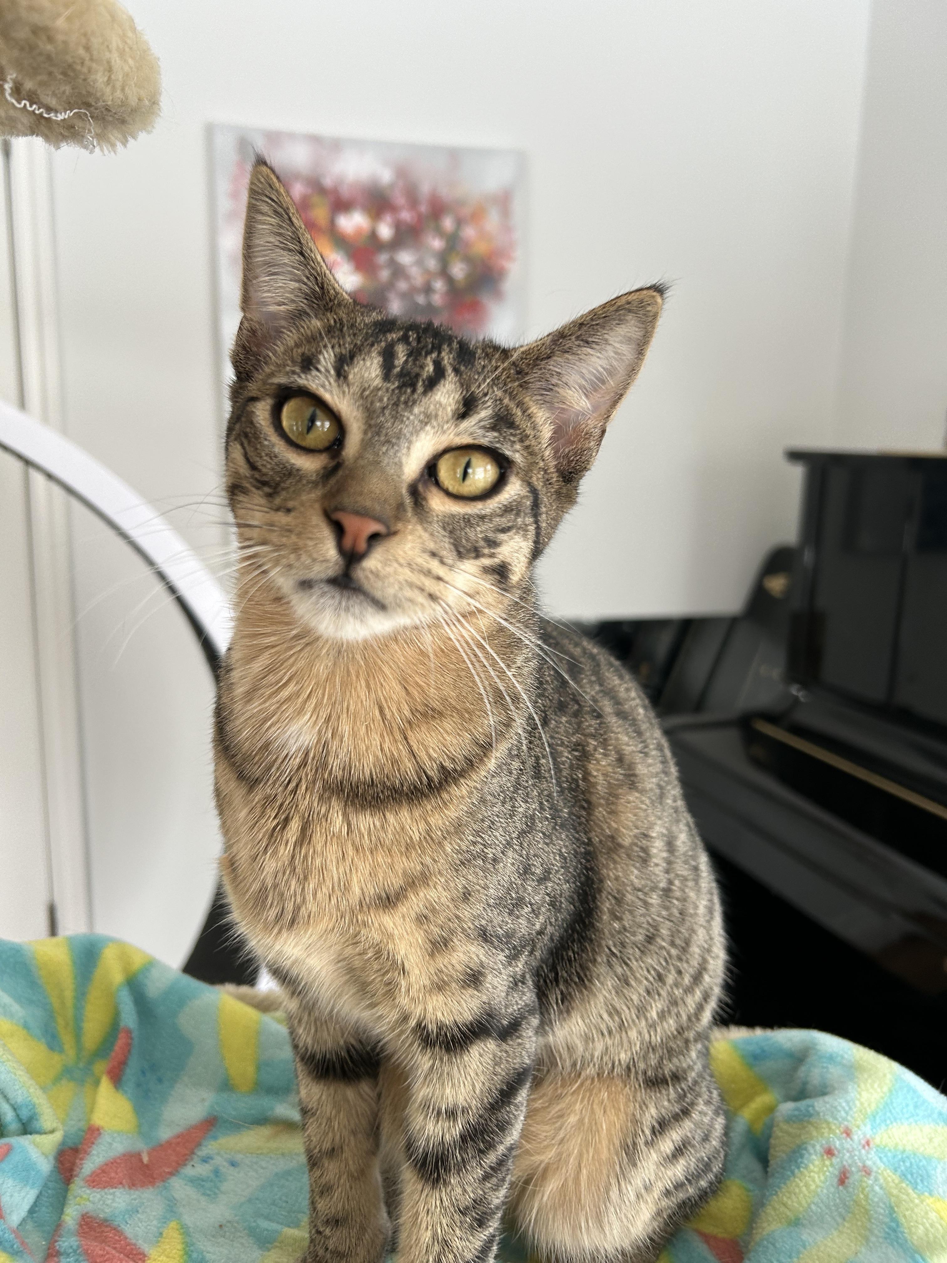 Wheeler, a Adoptable mixed breed in Steinbach, MB image 5/6