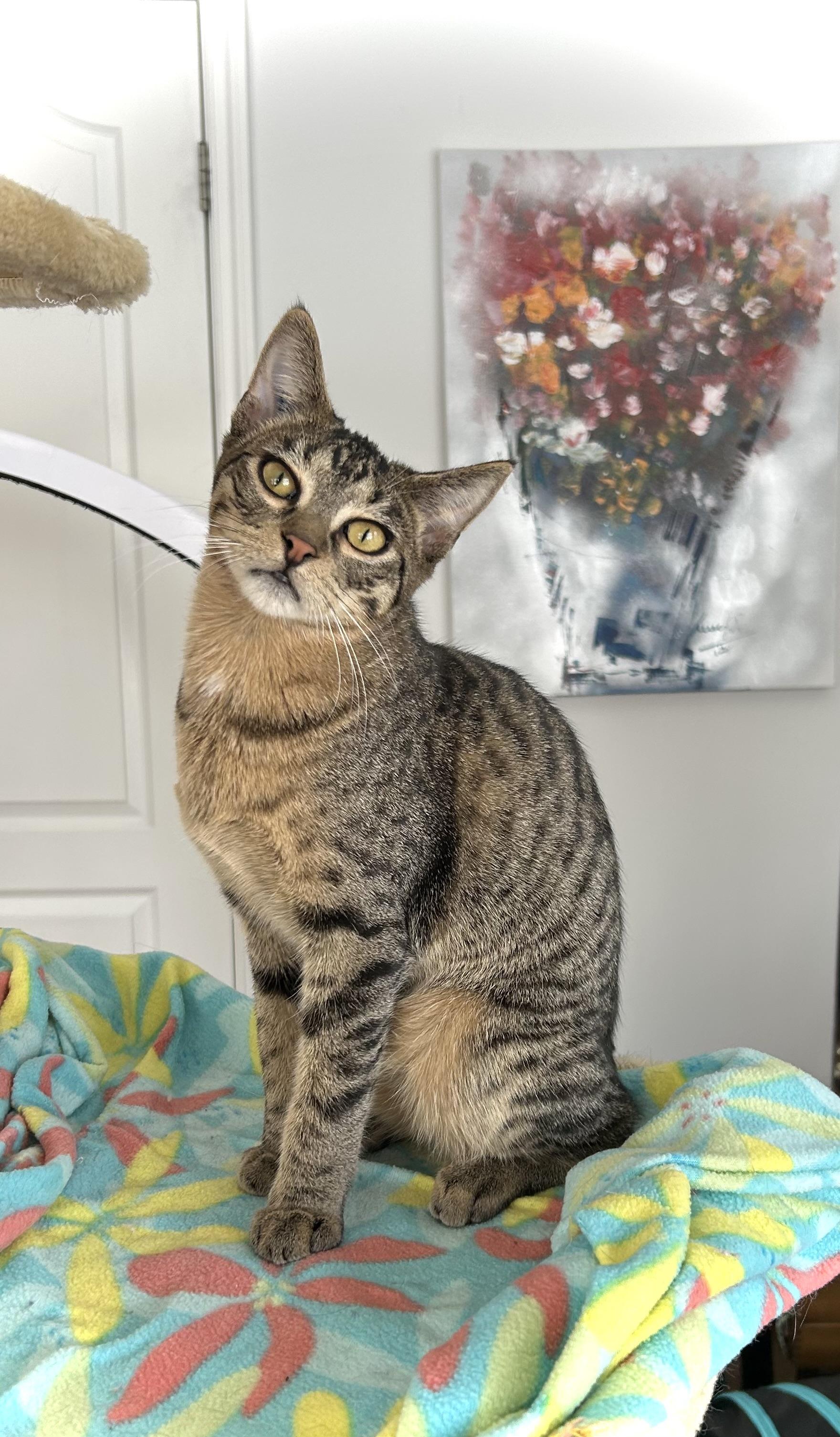 Wheeler, a Adoptable mixed breed in Steinbach, MB image 6/6