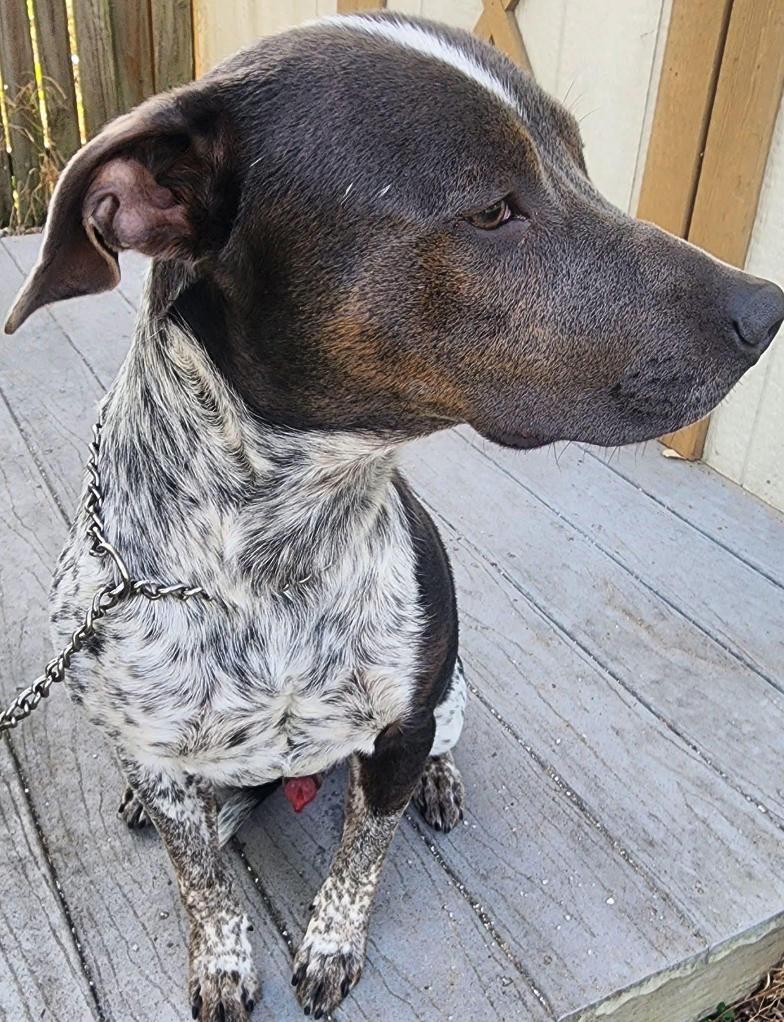 Enlarge Lewis, a Adoptable mixed breed in Lorida, FL image 1/2