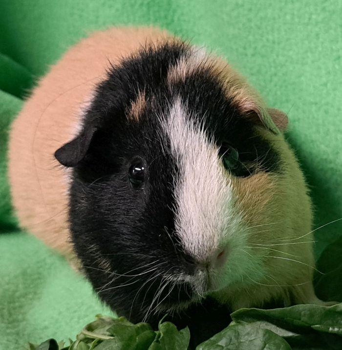 Honey, ADOPTABLE, Adult Female Short-Haired.