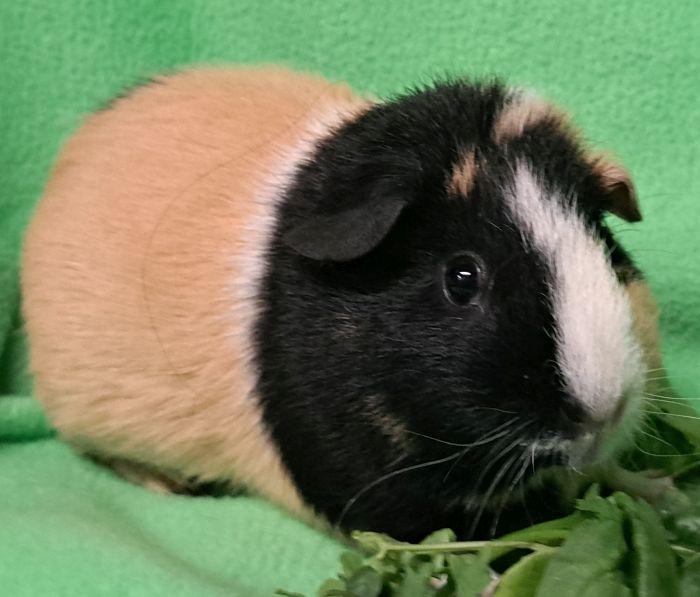 Honey, a ADOPTABLE Short-Haired in Gary, IN image 2/3