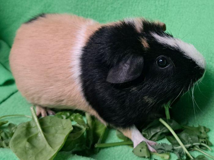 Honey, a ADOPTABLE Short-Haired in Gary, IN image 3/3
