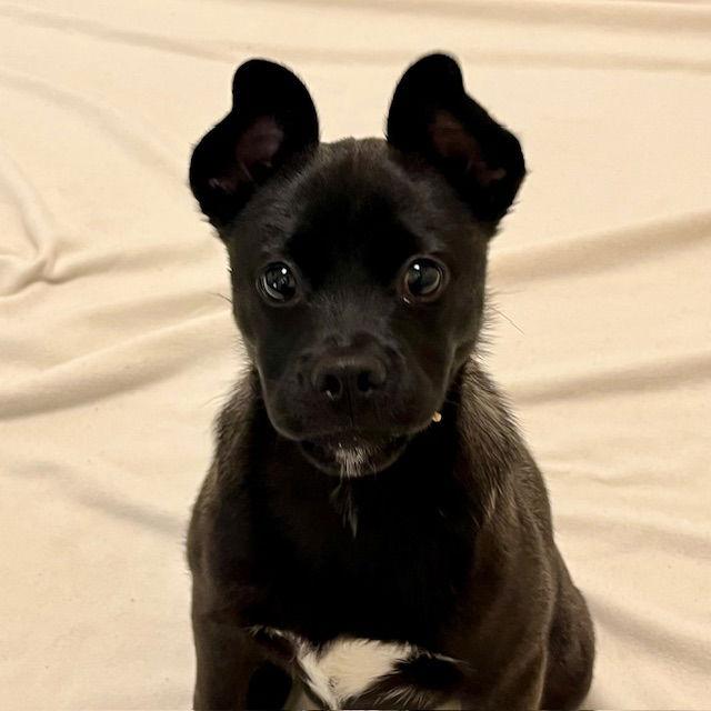 Enlarge Liora the Puppy!, a Adopted Shepherd in Burlingame, CA image 1/1