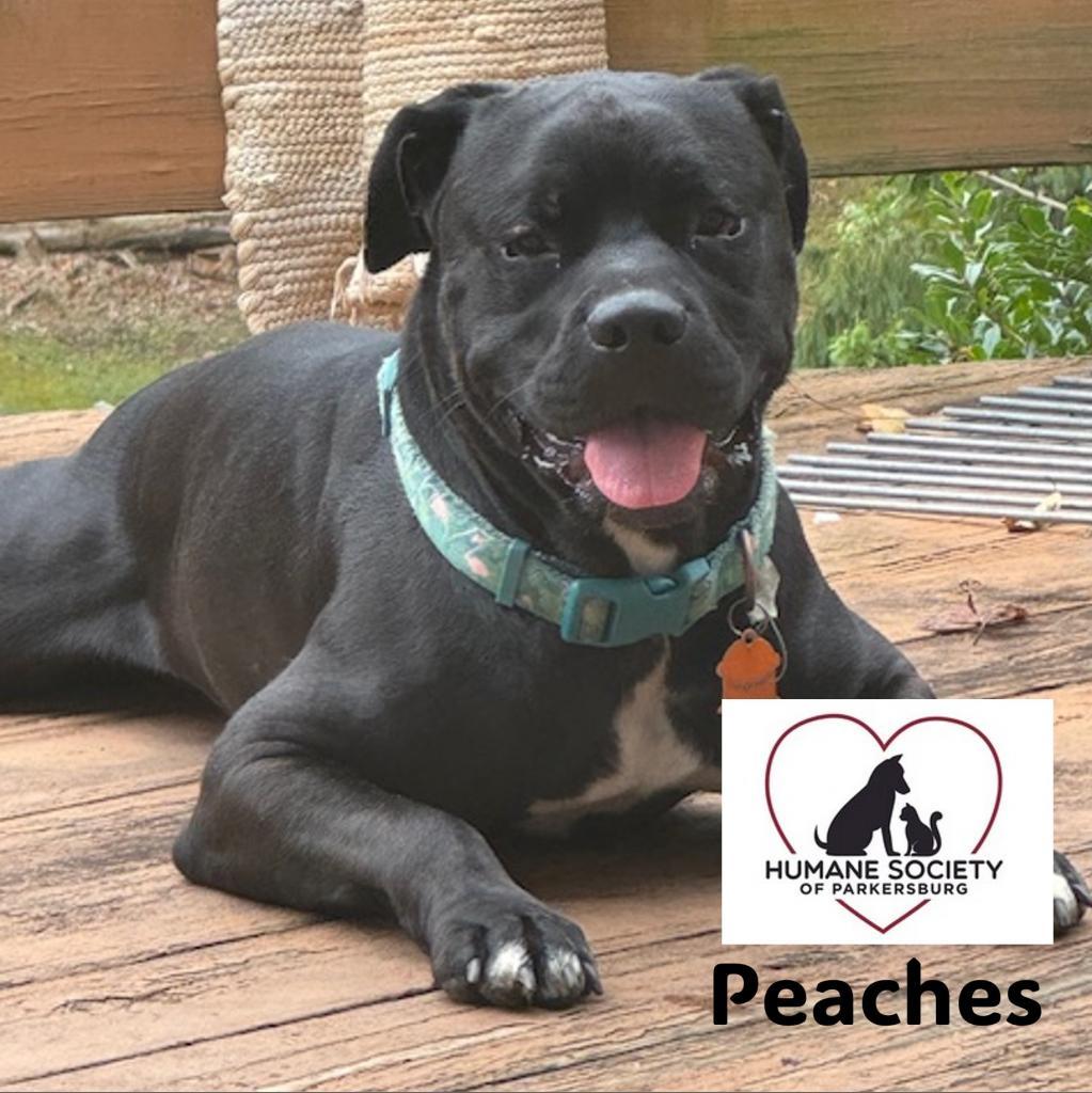 Peaches, Adoptable, Adult Female Pit Bull Terrier.