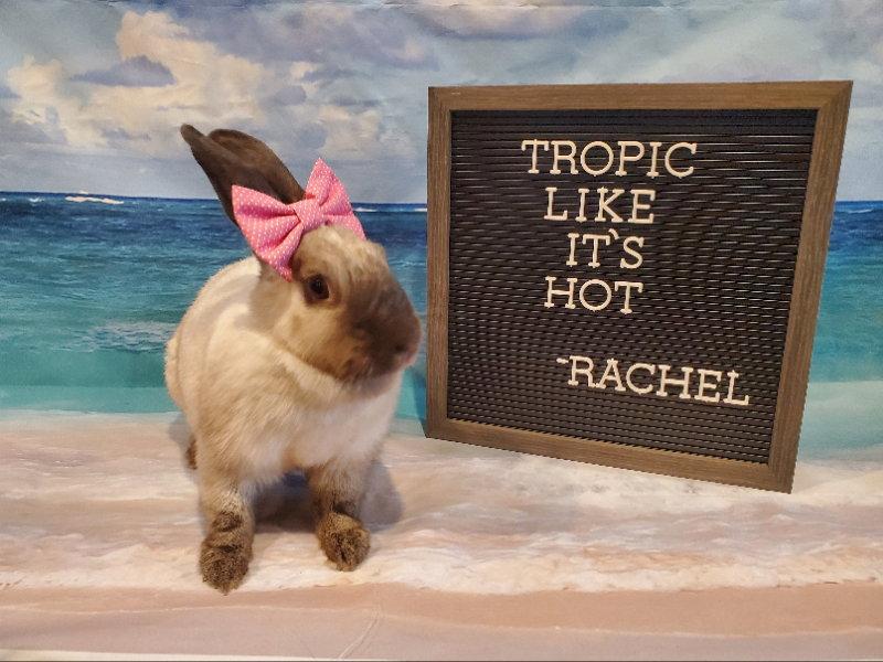 Enlarge Rachel, a Adoptable American Sable in Columbus, OH image 1/3