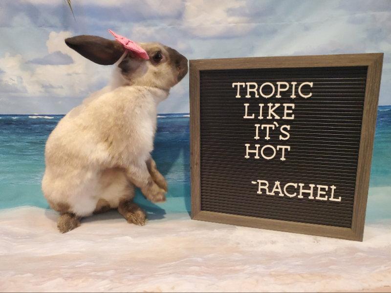 Enlarge Rachel, a Adoptable American Sable in Columbus, OH image 2/3