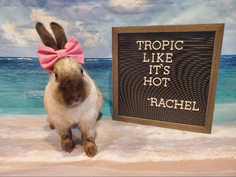 Enlarge Rachel, a Adoptable American Sable in Columbus, OH image 3/3