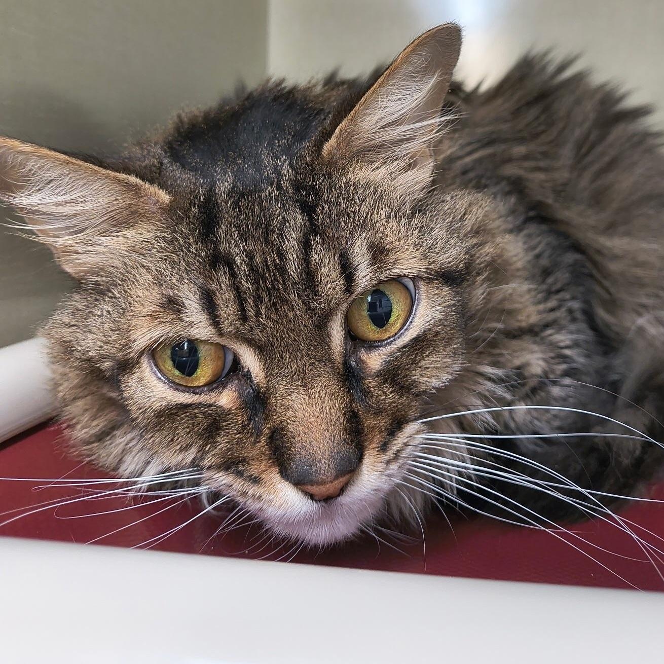 Cheese, adopted, Senior Male Domestic Long Hair.