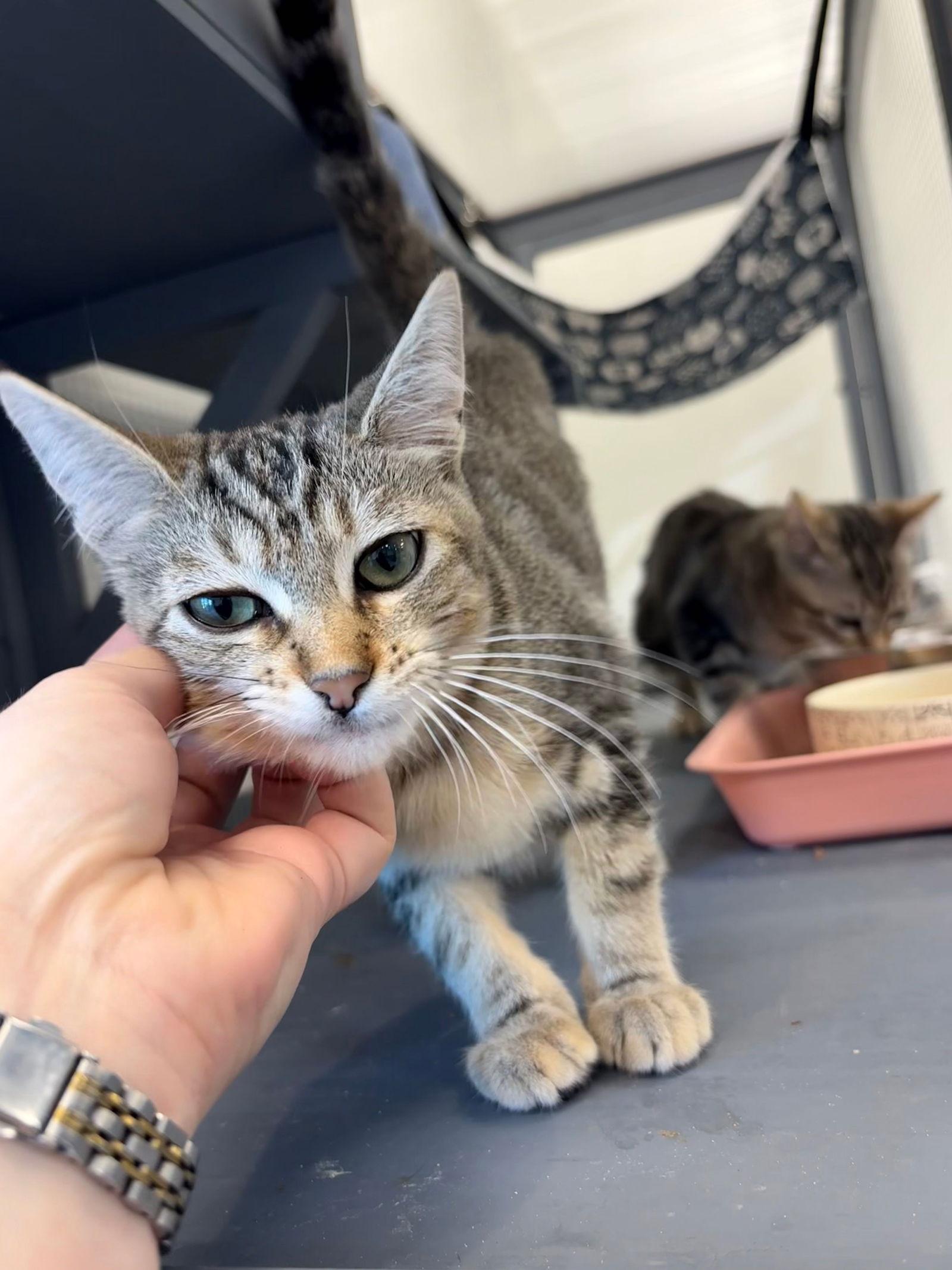 Fajita, Adoptable, Kitten Female Domestic Short Hair.